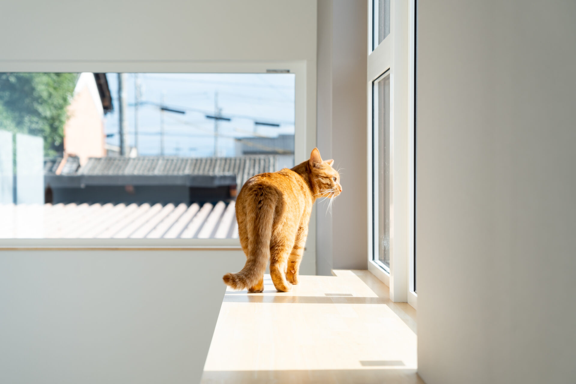 猫と家族が心地よく暮らす家の完成見学会【32坪・半平屋】in安八郡神戸町